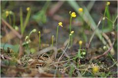 Utricularia exoleta